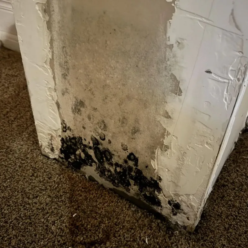 Professional Mold Removal in Loves Park, IL